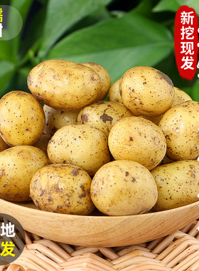 恩施小土豆10斤包邮农家正宗新鲜洋芋迷你黄心湖北马铃薯蔬菜整箱