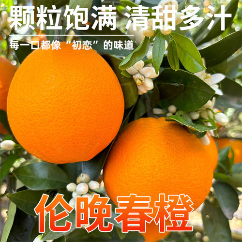 秭归高山伦晚新鲜采摘果园直发