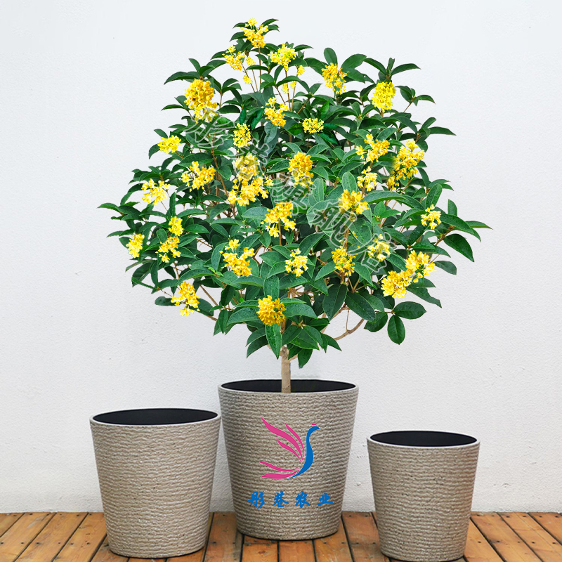 桂花树苗盆栽植物四季室外