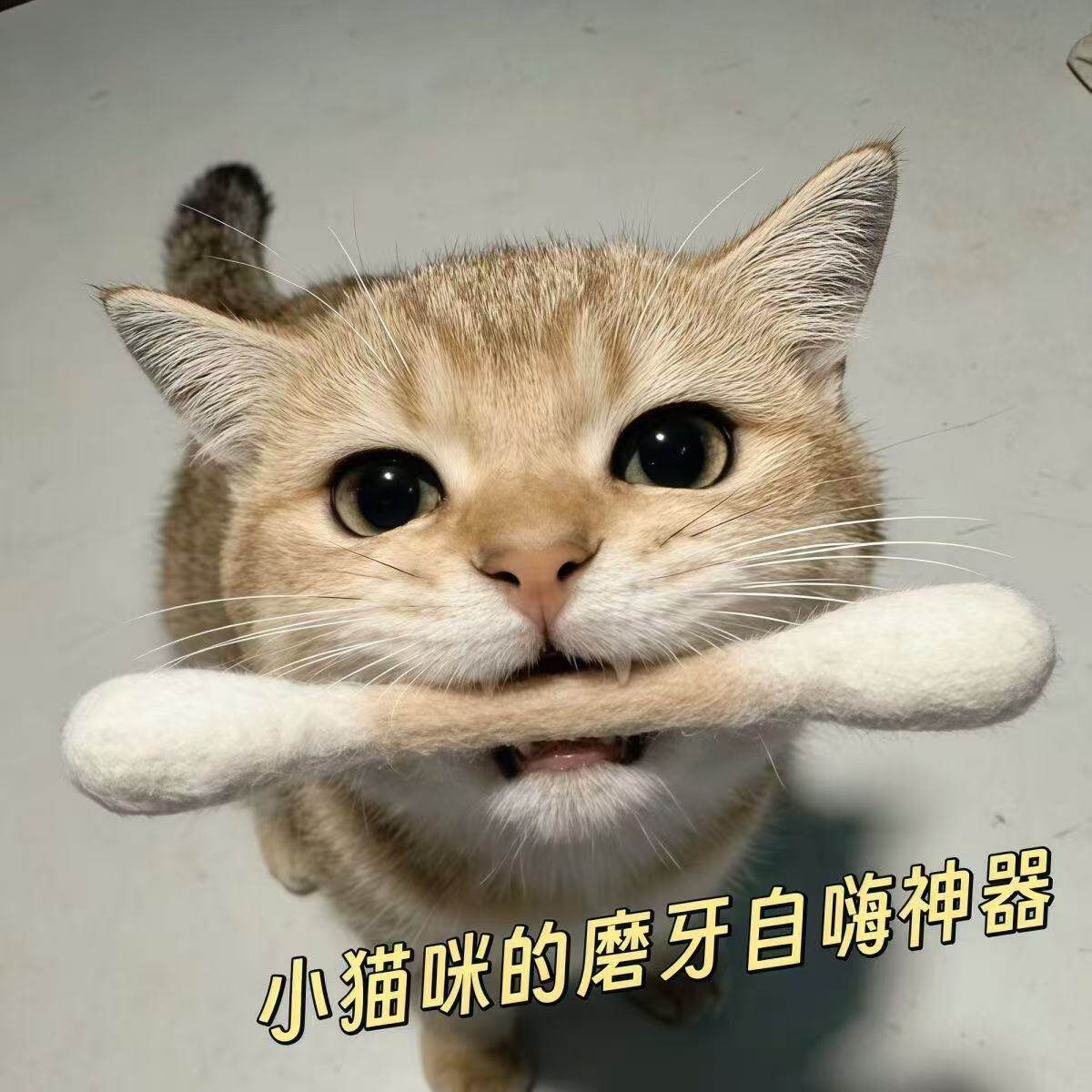 猫咪棉签玩具羊毛超大逗猫棒磨牙宠物洁齿解闷猫薄荷嗅闻棉棒