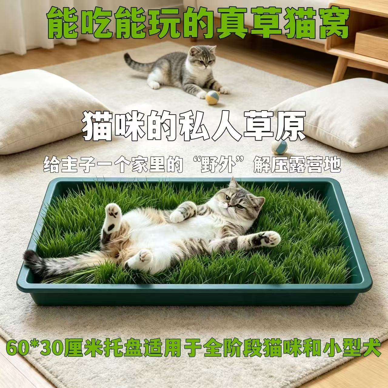 真草坪猫窝猫草能吃能玩助消化