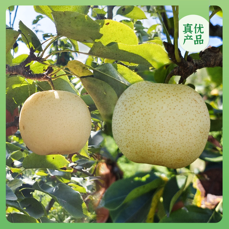 崔永元真优-有机黄金梨7斤