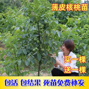 核桃树苗嫁接果树苗南方北方种植薄皮纸皮8518核桃苗地栽当年结果