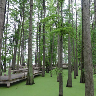 水杉绿化苗 水杉树苗 落羽杉苗 水杉苗 金叶水杉树苗 低价销售