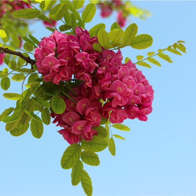 香花槐树苗富贵树槐花苗红花槐树苗庭院绿化花卉花园植物洋槐树苗