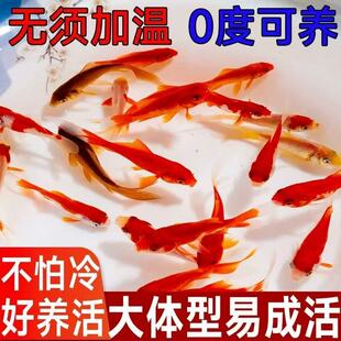 草金鱼活鱼苗观赏鱼冷水鱼淡水红草金好养耐活锦鲤练手易养活的鱼