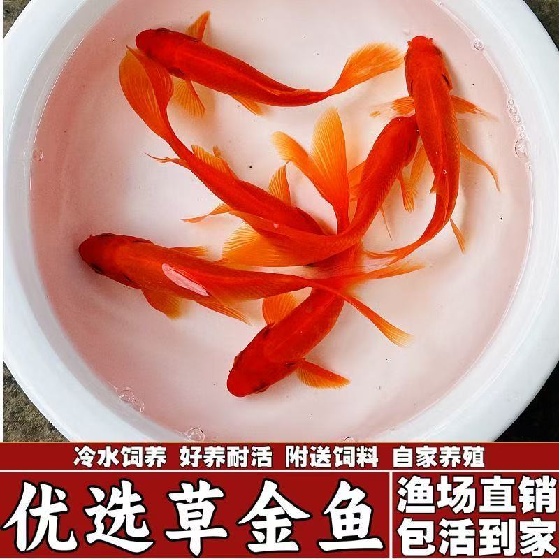 草金鱼活鱼锦鲤观赏鱼淡水