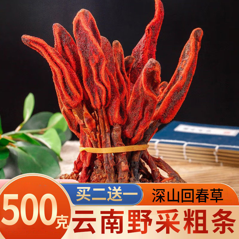回春草官方旗舰店云南正品肾阳草非野生深山椿草新鲜顶天柱不老草