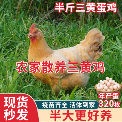 半斤鸡活苗三黄鸡幼苗正宗三黄土鸡活苗高产蛋鸡小母鸡纯种蛋鸡苗