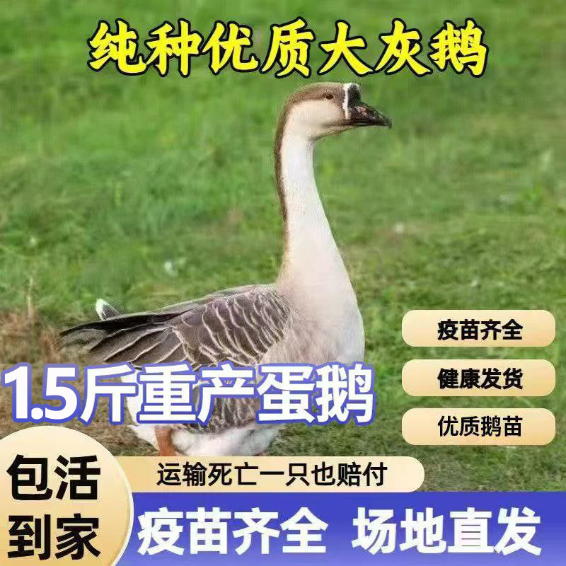 1.5斤鹅活苗脱温鹅苗白鹅灰鹅苗皖西鹅四季鹅下蛋鹅活体活苗