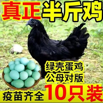 纯种半斤五黑鸡活苗现货散养乌骨鸡黑毛乌鸡绿壳蛋鸡活苗五黑一绿
