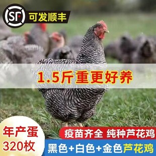 正宗散养1.5斤芦花鸡芦花纯种芦花鸡汶上芦花鸡小鸡成年芦花鸡