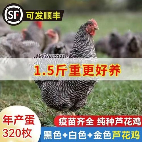 正宗散养1.5斤芦花鸡芦花纯种芦花鸡汶上芦花鸡小鸡成年芦花鸡
