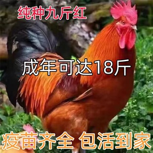 散养1.5斤九斤红大公鸡活苗红玉公鸡活鸡包活土鸡苗散养公鸡活苗