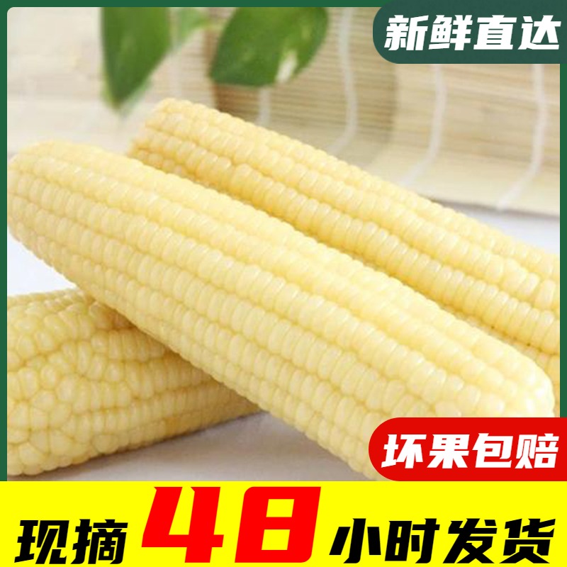 Fresh cypress rabbit Waxy maize fresh Sweet corn Stick Baogu vacuumin the Aquatic meat/Fresh fruits and vegetables/Cooked , Fresh vegetables/Vegetable products , Fresh vegetables , Other  category - from Buy2taobao.com to provide professional Taobao agent buy service