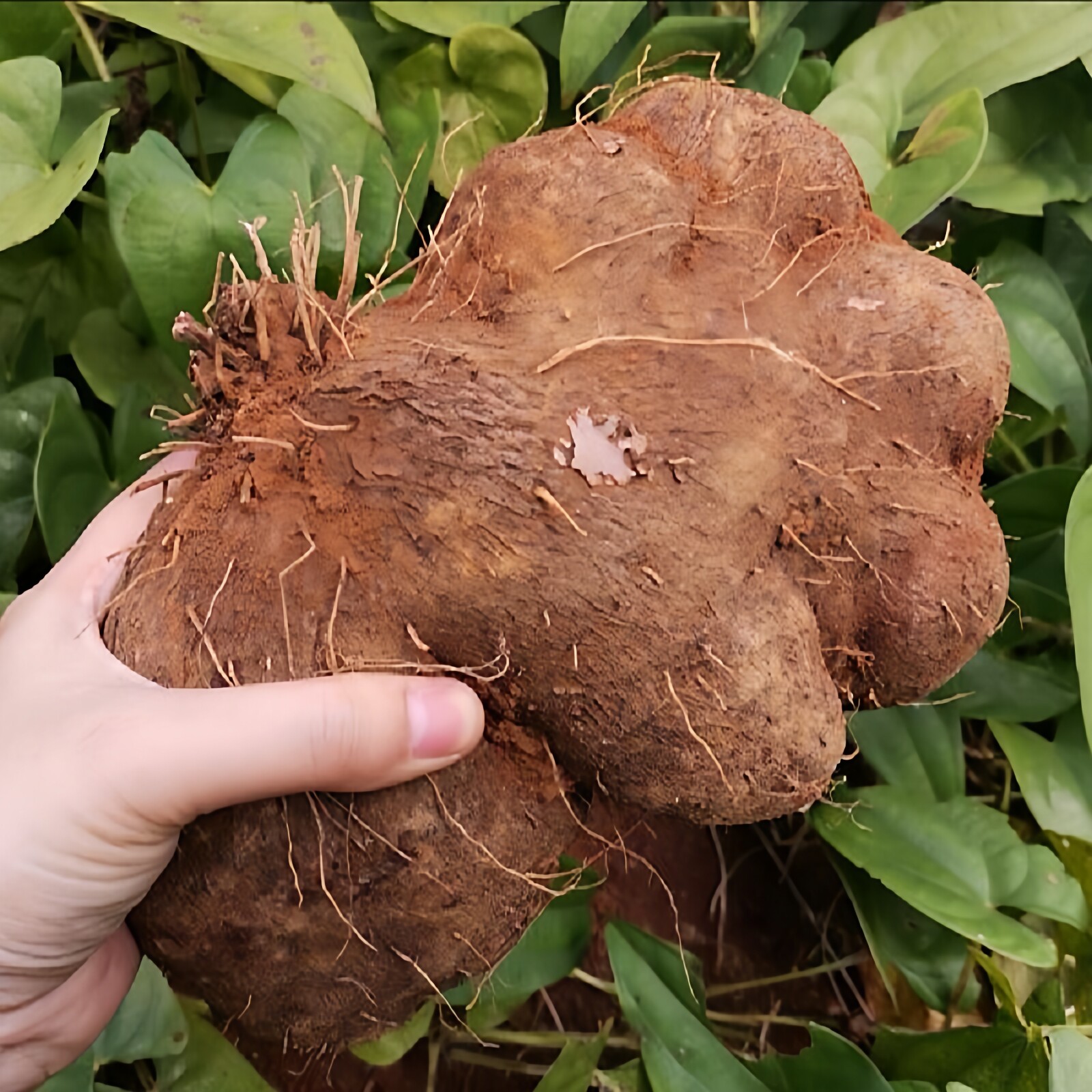 鲜尚舞海南大薯脚板薯粉糯新鲜