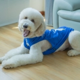 Симпатичная собачья одежда Большой собачья бренд летний тонкий лабрадор золотые волосы