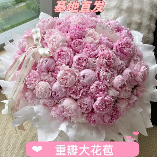 山东芍药重瓣大苞鲜切花客厅