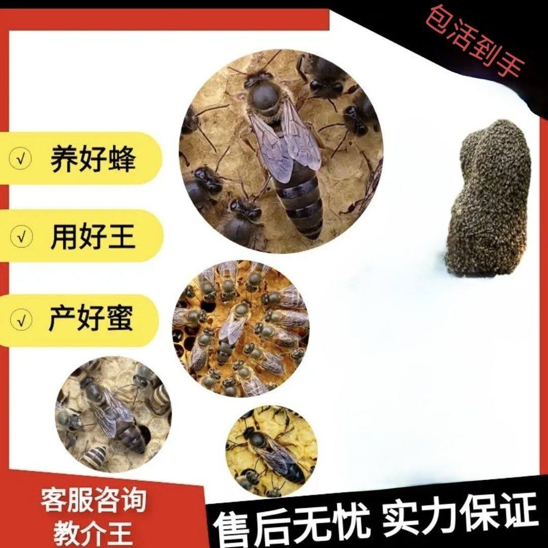 中蜂蜂王新开产王包产卵王活体强群王纯种交尾包活新开产王