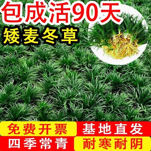 四季常青别墅庭院矮玉龙草麦冬草