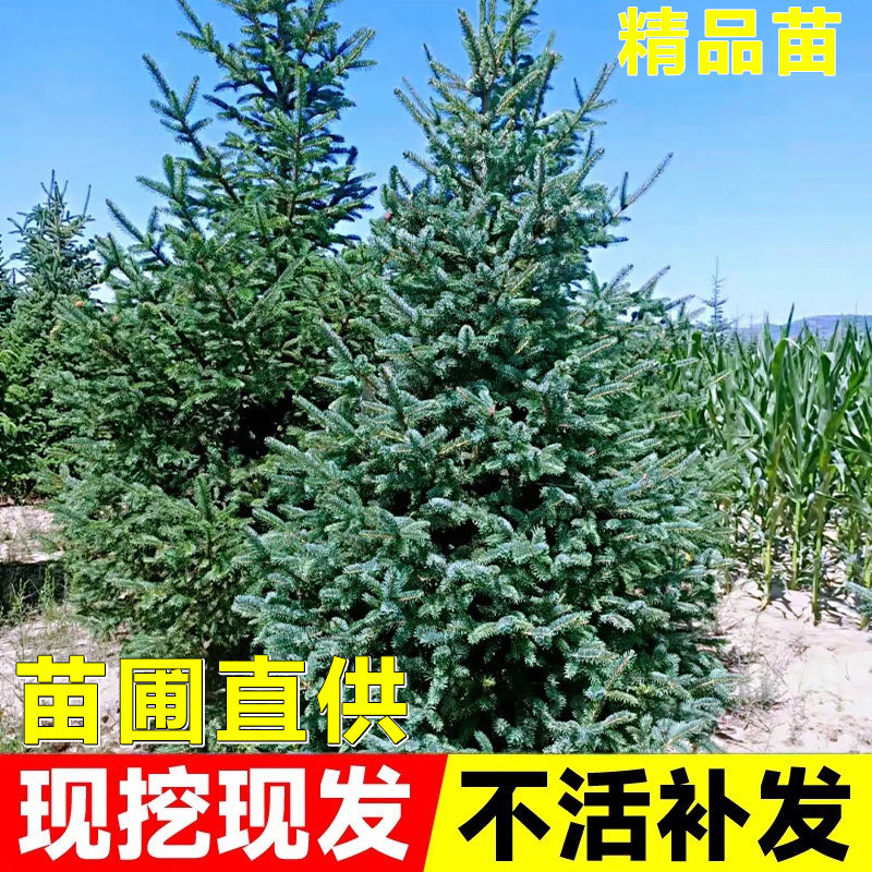 云杉树苗挪威植物盆栽室内室外花卉园林绿化家庭商场圣诞活树真树