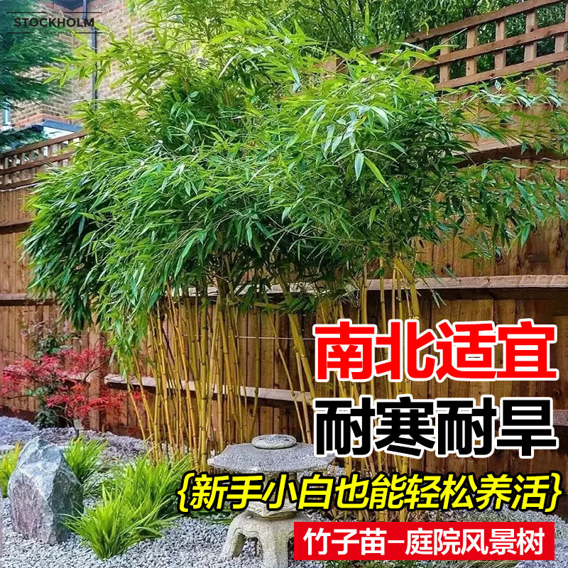 竹子苗庭院四季耐寒植物观赏大型竹子盆栽紫竹苗黄金竹罗汉竹绿植