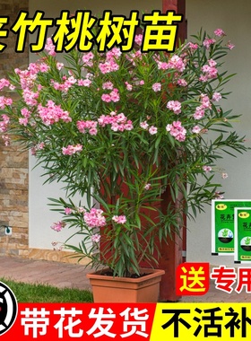 夹竹桃树苗盆栽绿化苗木庭院盆栽夹竹桃绿植地栽柳叶桃夹竹桃绿篱