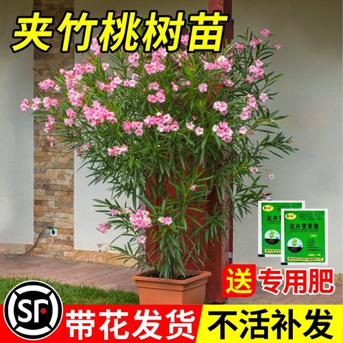 盆栽夹竹桃耐寒篱笆庭院耐冻四季