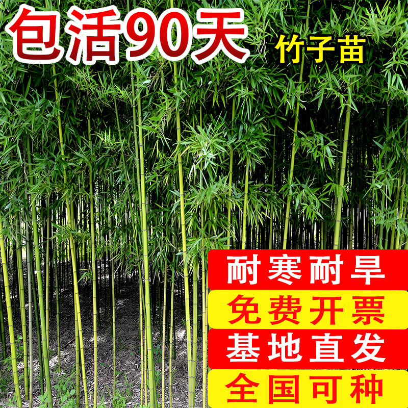竹子苗庭院室外植物北方观赏盆栽紫青竹黄金竹罗汉竹四季绿植名贵