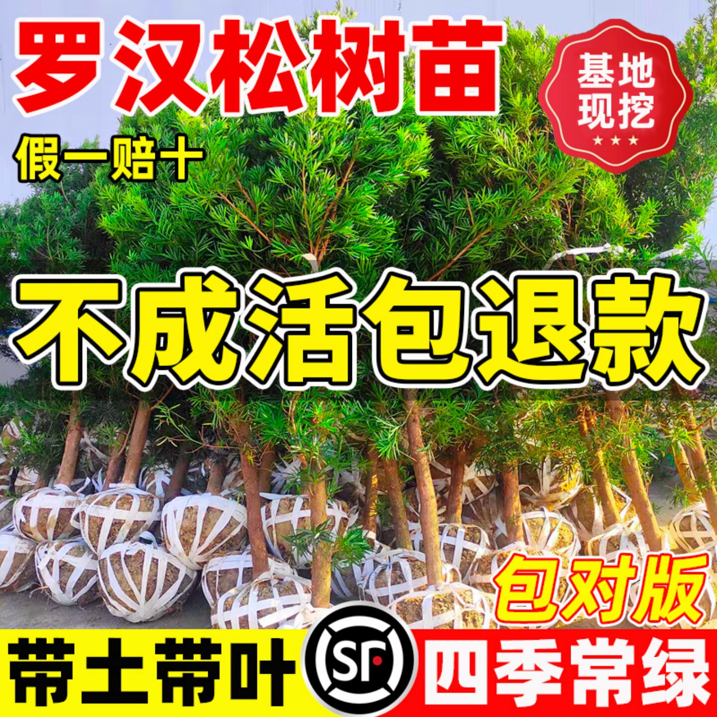 罗汉松树苗盆景小叶雀舌室外庭院别墅盆栽大树造型树桩名贵绿化苗