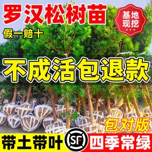 罗汉松树苗盆景小叶雀舌室外庭院别墅盆栽大树造型树桩名贵绿化苗