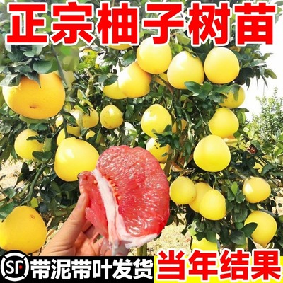 柚子带土球四季超大号耐寒盆栽