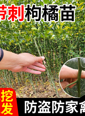 枸橘苗造刺树苗枳壳苗臭橘苗庭院果园防盗别墅围墙篱笆墙带刺植物