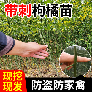 枸橘苗造刺树苗枳壳苗臭橘苗庭院果园防盗别墅围墙篱笆墙带刺植物