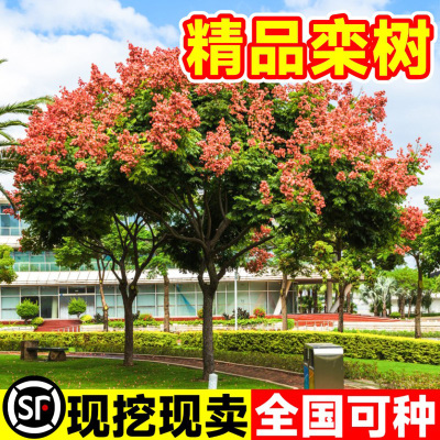 栾树耐寒风景树基地别墅春季行道