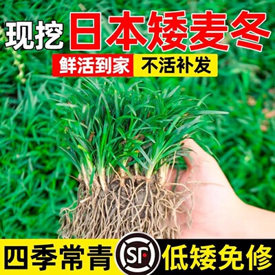 麦冬草苗庭院四季花园耐冻矮生