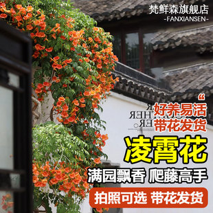 凌霄花爬藤大苗特大号植物阳台盆栽老桩庭院四季炮仗花凌宵花树苗