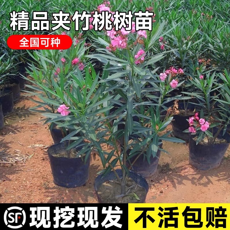 夹竹桃树苗庭院四季常青篱笆苗盆栽花卉当年开花净化空气柳叶桃树 鲜花速递/花卉仿真/绿植园艺 观叶 /花灌木 原图主图