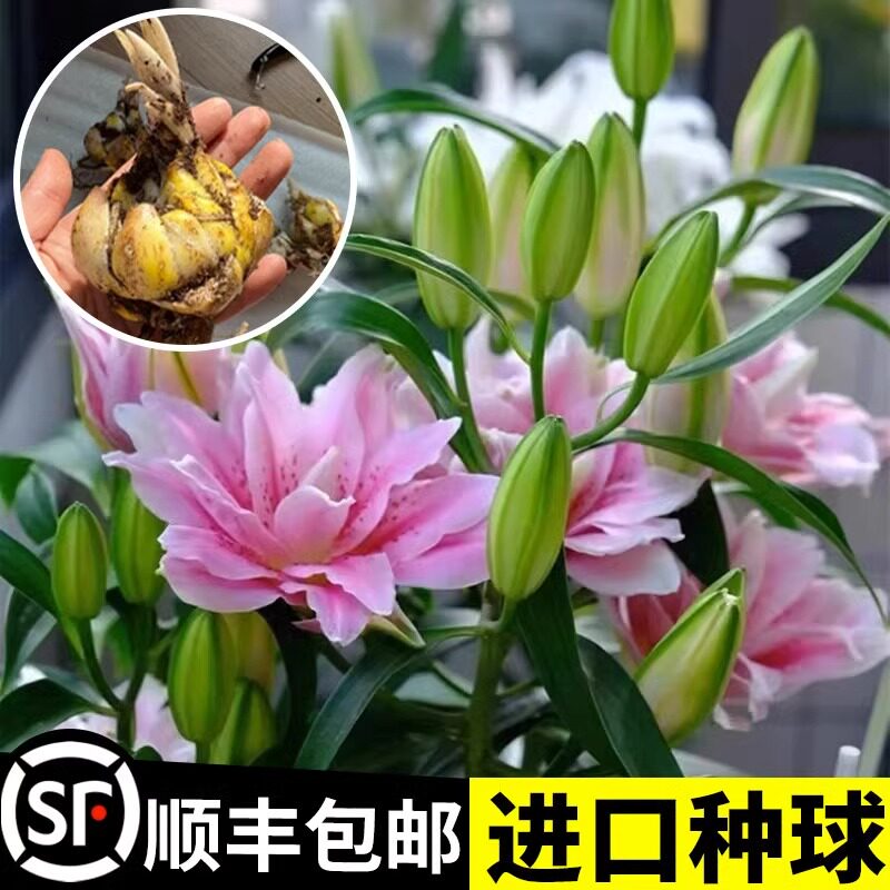 百合带芽进口盆栽大型四季花型图片