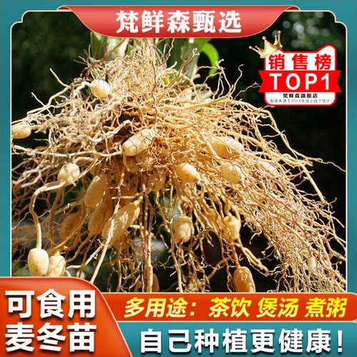 梵鲜森药用麦冬草苗多年生可以吃