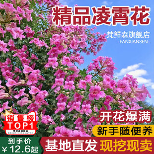 凌霄花爬藤大苗老桩盆栽耐寒阳台炮仗花紫藤爬藤植物绿植盆栽庭院