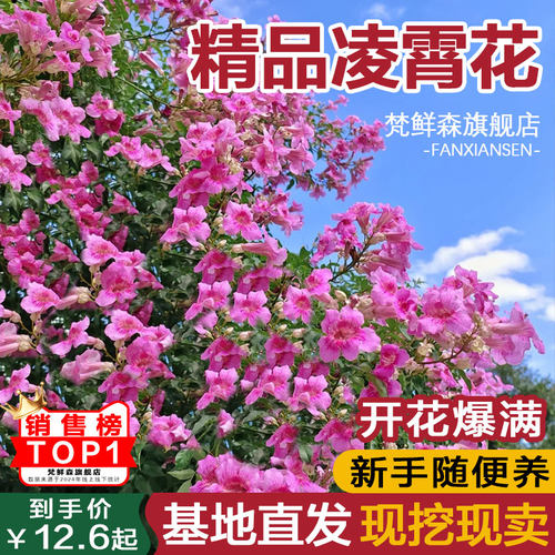 凌霄花爬藤大苗老桩盆栽耐寒阳台炮仗花紫藤爬藤植物绿植盆栽庭院