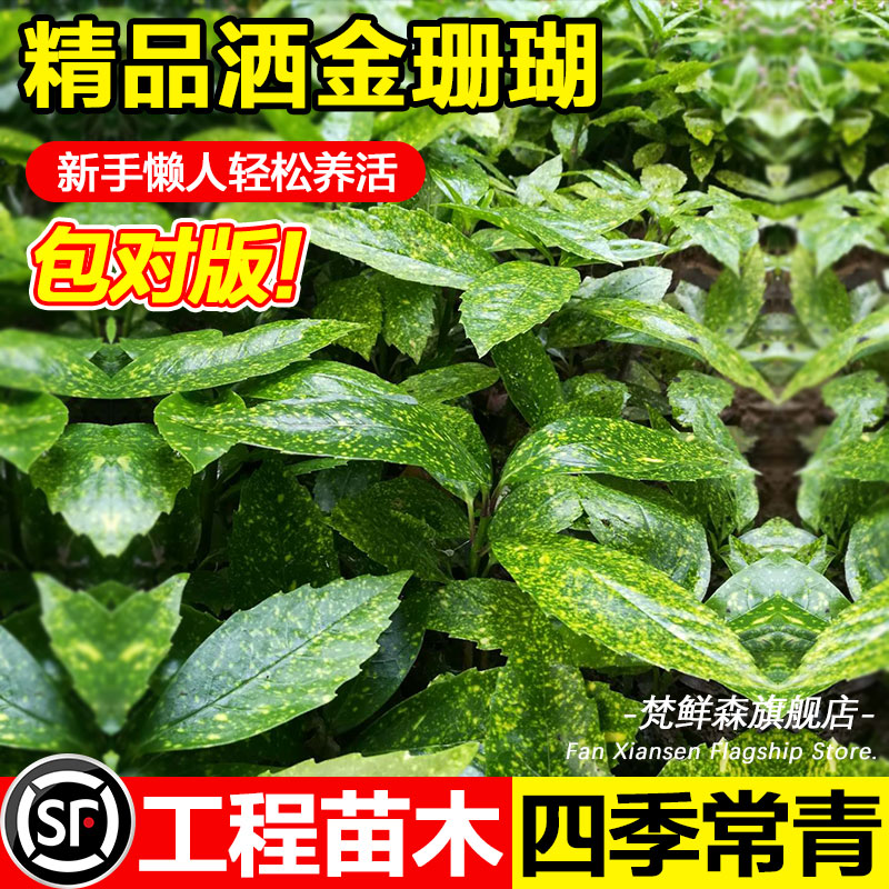梵鲜森带土球四季长青绿化耐冻