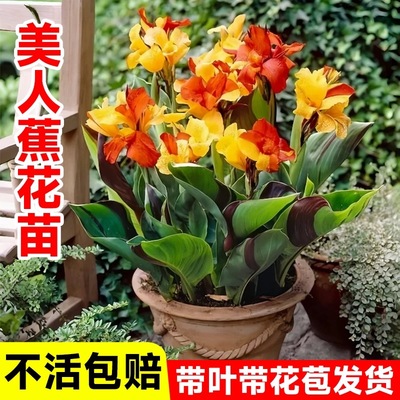 美人蕉花苗庭院阳台水培室外花卉花苗美人蕉种球四季观花植物芭蕉