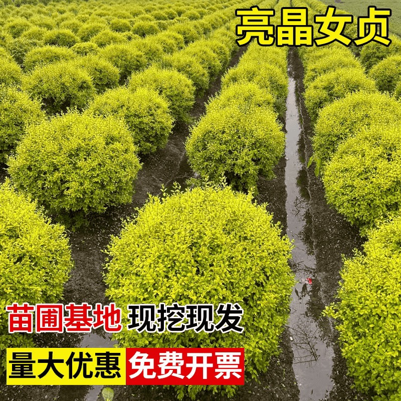 造型树室外盆栽耐热造景庭院球形