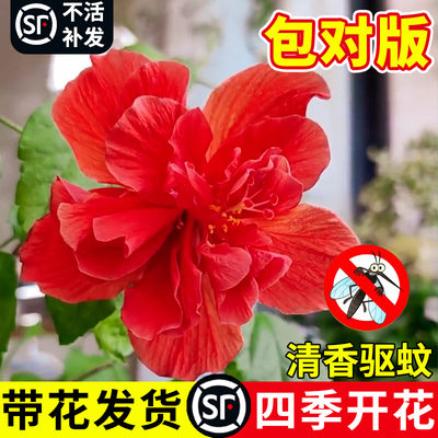 进口室外庭院四季植物