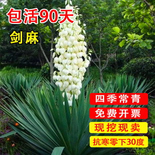 剑麻树苗凤尾丝兰盆栽花卉龙舌兰耐寒庭院植物别墅剑麻绿化剑麻苗