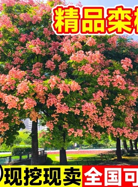栾树树苗庭院园林绿化木名贵行道风景大树四季种植南北方耐寒乔木