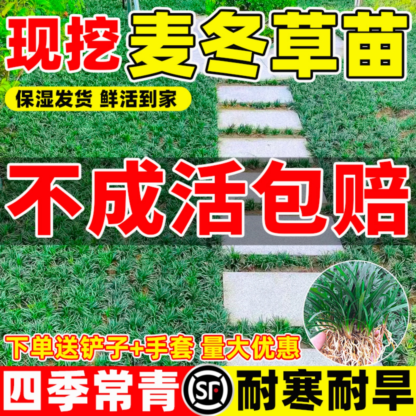 绿化耐寒耐冻别墅花园玉龙草