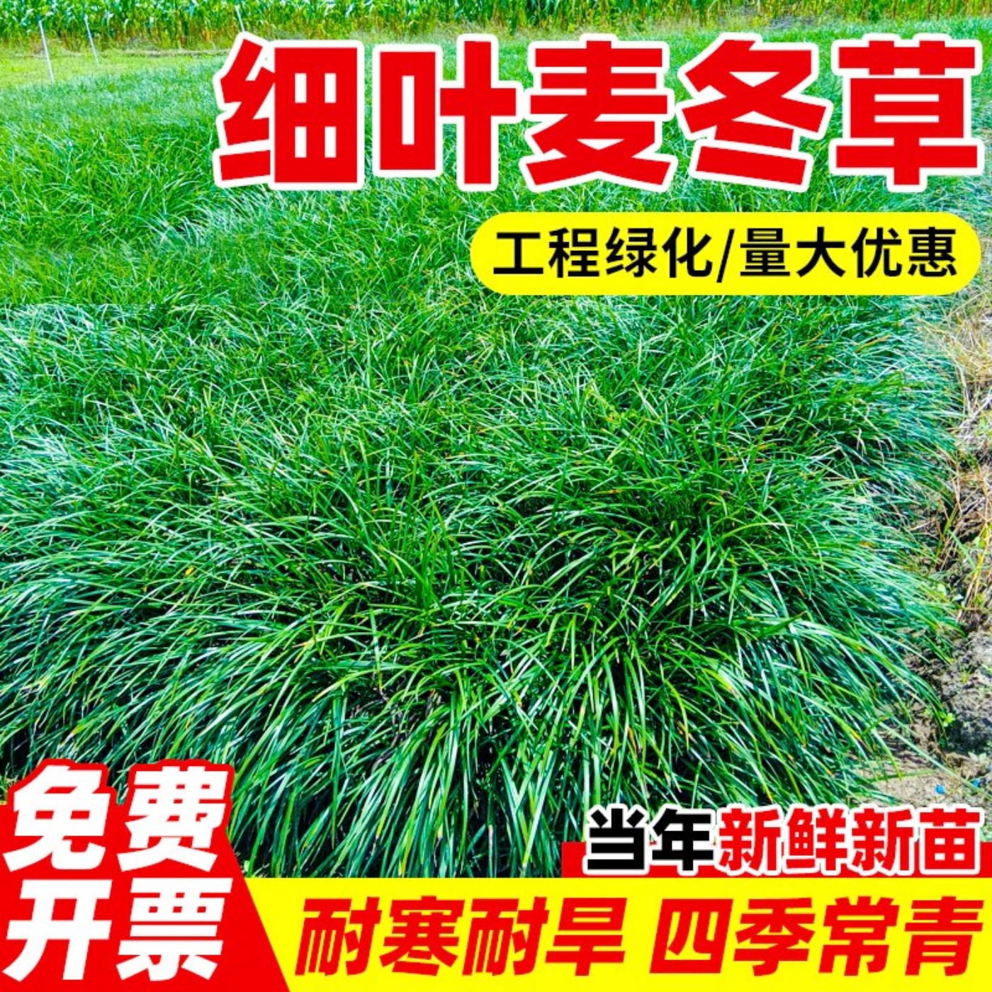 细叶麦冬草多年生四季耐寒绿化